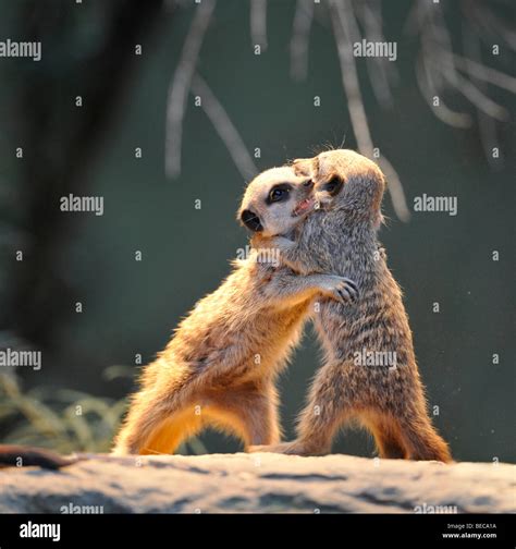 Meerkats Suricata Suricatta Fighting Two Young Animals Stock Photo