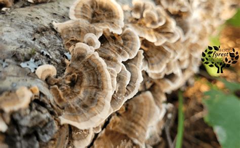 What Is A Mushroom Log Everything To Know Food Forest Living