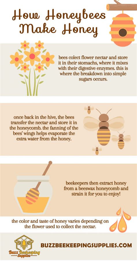 How Bees Make Honey Honeybees Make Honey Buzz Beekeeping Supplies