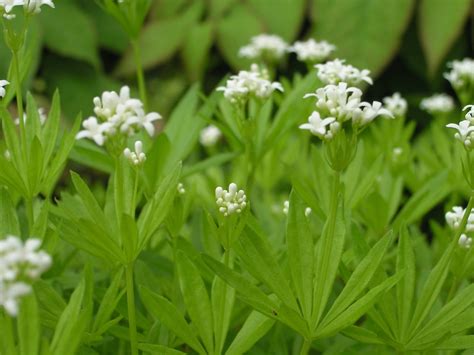 It's a woodland plant that is often grown for ground cover in shady areas, including under trees and shrubs. Galium odoratum (sweet-scented bedstraw, sweet woodruff ...