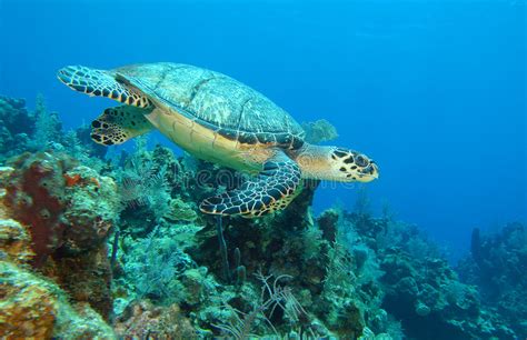Sea Turtle Swimming Underwater Stock Photo Image Of