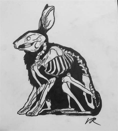 Xray Bun Insta Vanessaroseerum Skeleton Drawings Animal Skeletons