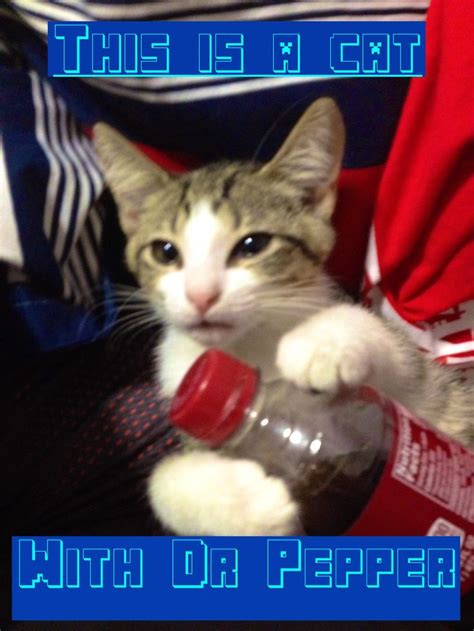 Pin By Fizzy On Funny Things Cats Funny Dr Pepper