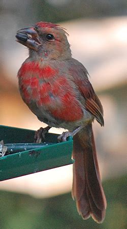 One of the first and most obvious qualities about the cardinal is his color. Juvenile Northern Cardinals