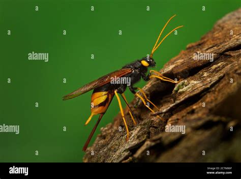 Giant Horntail Urocerus Gigas Stock Photo Alamy