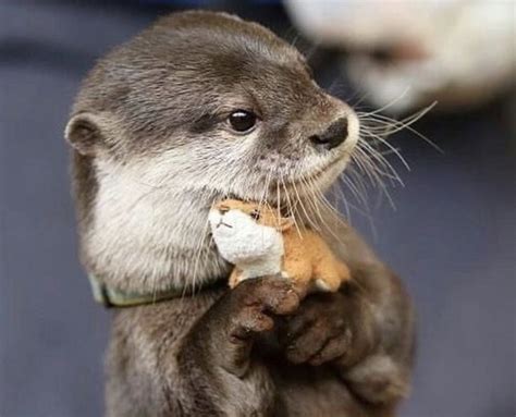 In Otter News On Twitter Otters Cute Baby Animals Cute Baby Animals