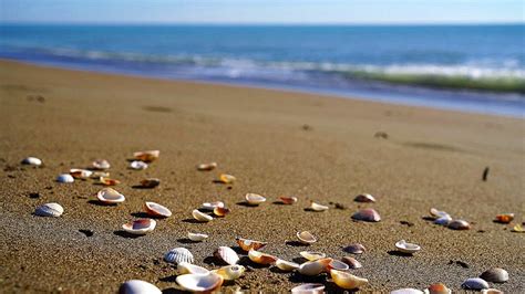 Seashells And Beach Waves Moving 4k Relaxing Screensaver Download