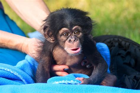 Adopt An Animal The Maryland Zoo