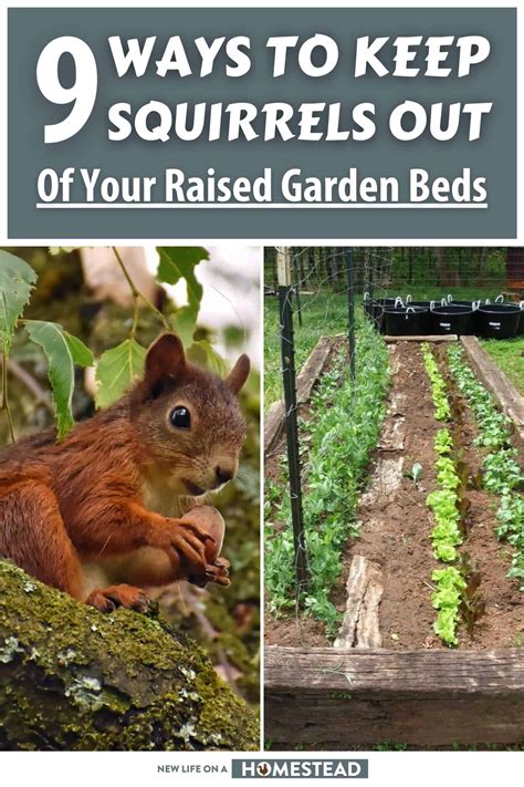 9 Proven Ways To Keep Squirrels Out Of Raised Garden Beds