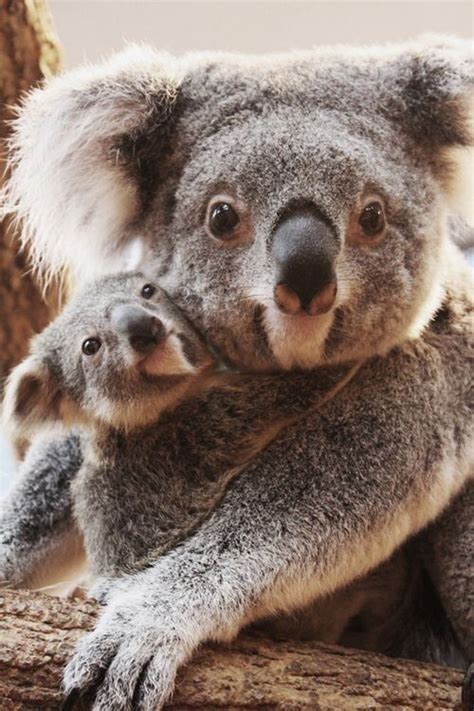 Pin By Ingrid Pfohl On Animals Cute Animals Koala Koalas