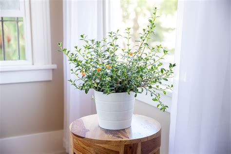 Goldfish plant care and picture of this amazing house plant. Goldfish Plant: Care & Growing Guide