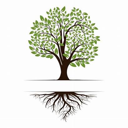 Roots Tree Vector Illustration Leaves Icon Background