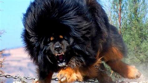 Top 10 Strongest Dog Breeds In The World Watch
