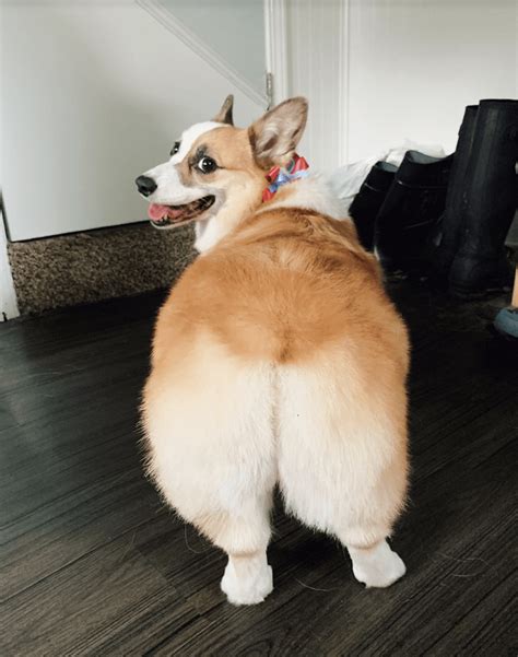 20 Fluffy Corgi Pictures You Need In Your Life Great Pet Living