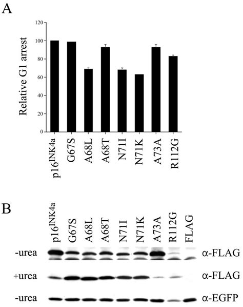 Cell Cycle Inhibitory Activity Of Melanoma Associated P16 Ink4a