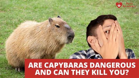 Are Capybaras Dangerous And Can They Kill You Know Whether A Capybara