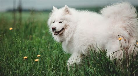 Best 6 White Dogs Hottest Now Black Cat White Dog News