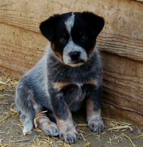 The australian cattle dog is active and tireless. Re-home Australian Cattle Puppies For Sale - Dogs & Puppies