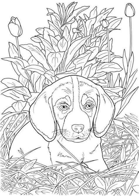 Animal Coloring Pages For Kids Dogs Pictures