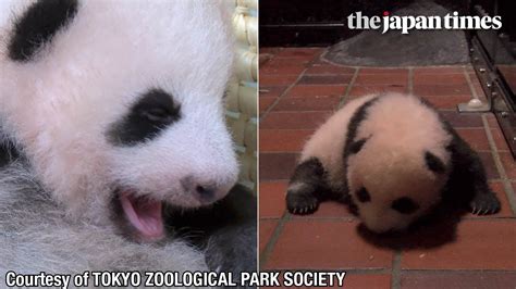 Panda Cub At Tokyos Ueno Zoo Turns 2 Months Old Youtube