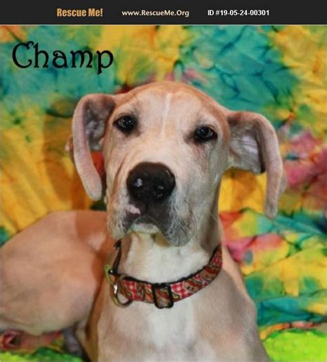 ADOPT 19052400301 ~ Great Dane Rescue ~ Phelan, CA