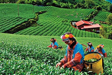 Traditional Agricultural Knowledge Of Taiwan Indigenous People｜culture