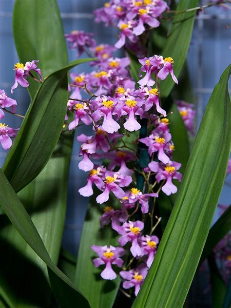 Oncidium Sotoanum Ornithorhynchum Oncidium Orchids Rare Orchids
