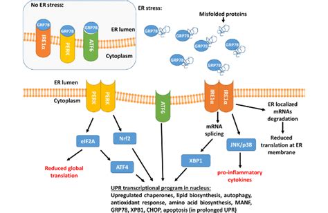 Er Stress And Unfolded Protein Response Upr Pathways Activation Of