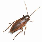 Pictures of Cockroach Pictures