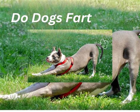 Do Dogs Fart Exploring Canine Flatulence And What It Means