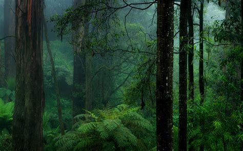 Misty Green Forest Hd Wallpaper Background Image 2560x1600