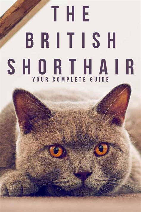How Much Does A British Shorthair Cat Cost Uk British Shorthair