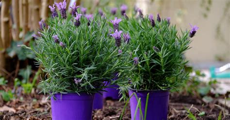 How To Easily Grow And Care For Lavender In Pots Trigardening