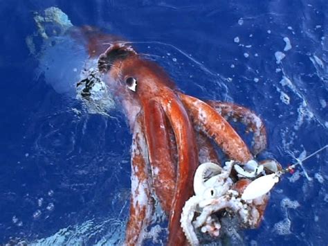 Squid Eating Crab