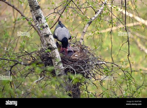 Crow Nest Hi Res Stock Photography And Images Alamy