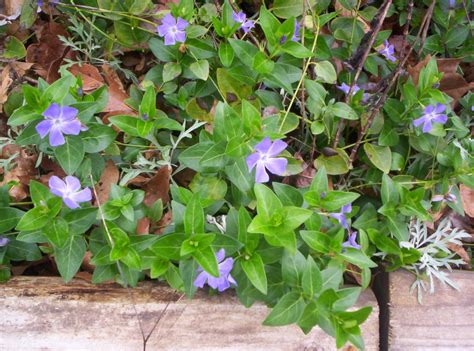 Vinca Periwinkle Ground Cover Periwinkle Ground Cover Ground Cover