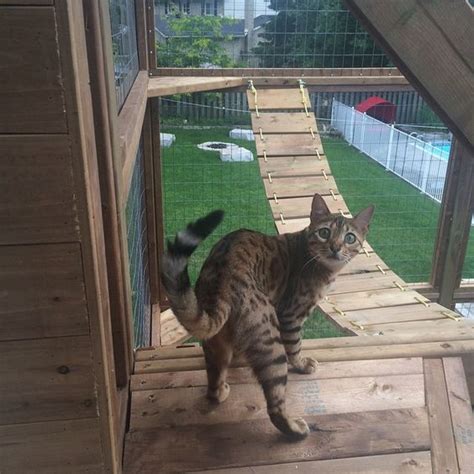 Catio With Wood Rope Bridge Diy Cat Enclosure Cat Habitat Cat
