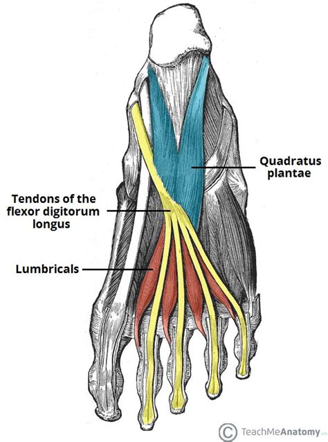 Layers of the plantar foot. Muscles of the Foot - Dorsal - Plantar - TeachMeAnatomy