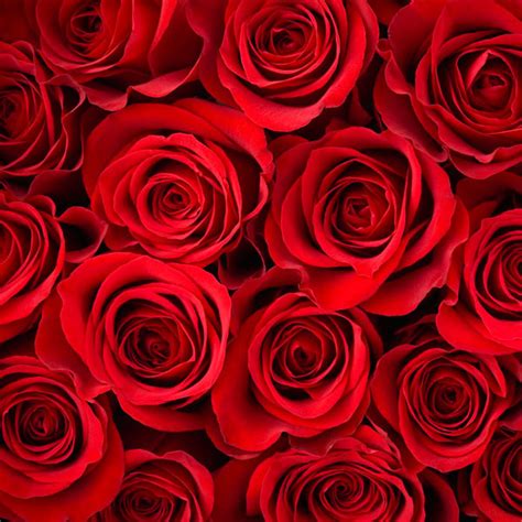 A collection of rose pictures, images, comments for facebook, whatsapp, instagram and more. Red Roses Fragrance Oil : Cosy Owl, Candle Making Supplies ...
