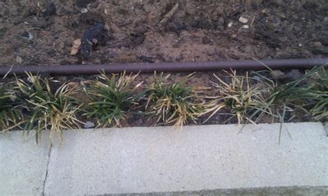 While mondo grass is resilient to many pests and diseases, leaving the roots in poorly draining soil will cause the onset of root rot in all varieties. dwarf mondo grass problems
