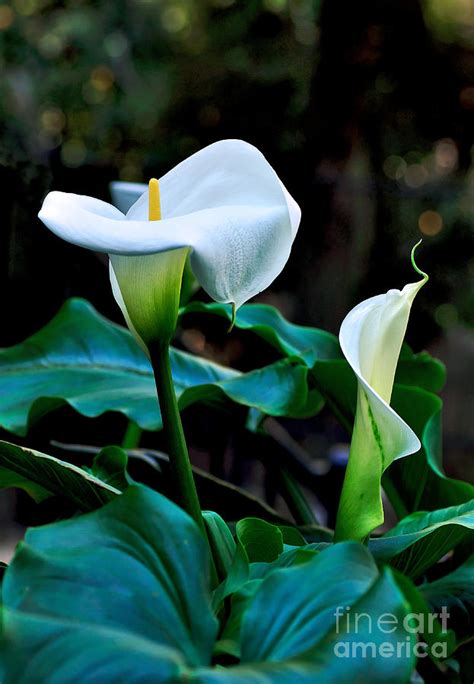 Calla Lily Zantedeschia Aethiopica Photograph By Kaye Menner Fine