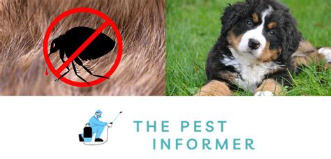 How Long Can Fleas Live Without A Host Understanding Flea Survival