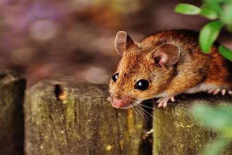 Langkah Langkah Efektif Mengatasi Tikus Di Kebun 10 Cara Ini Bisa Anda