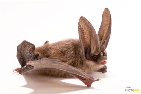 Photo Ark Home Townsends Big Eared Bat National Geographic Society