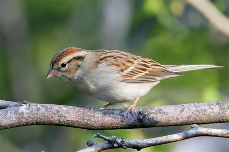 Chipping Sparrow Bird Gallery Houston Audubon