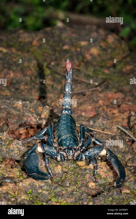 Giant Forest Scorpion Heterometrus Sp Western Ghats Aka Sahyadri