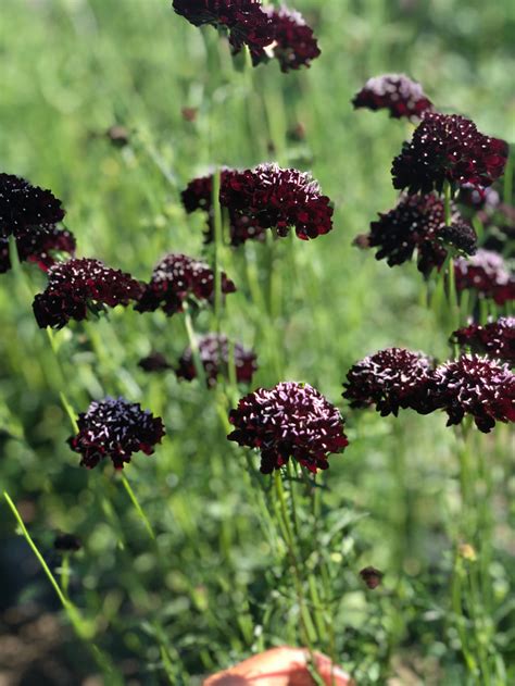 Flower Black Knight Pincushion Scabiosa Northern Seeds