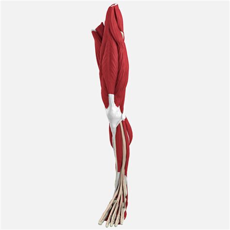 Leg Muscles 3d Model