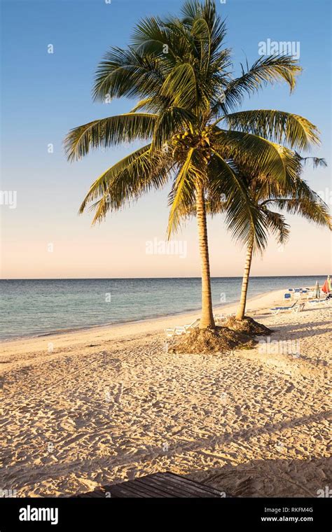 Palm Trees On The Beach Of A Tropical Island In Cuba Cajo Jutias Stock
