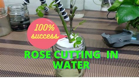 Rose Cutting Propagation In Water How To Grow Roses From Cuttings In
